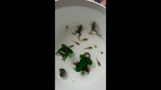 20260920古法生态鱼缸换水Chinese traditional aquarium watering maintenance ASMR!