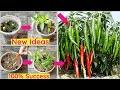 2 new ideas how to grow chili peppers easily100 success growing chili peppers chili plants new