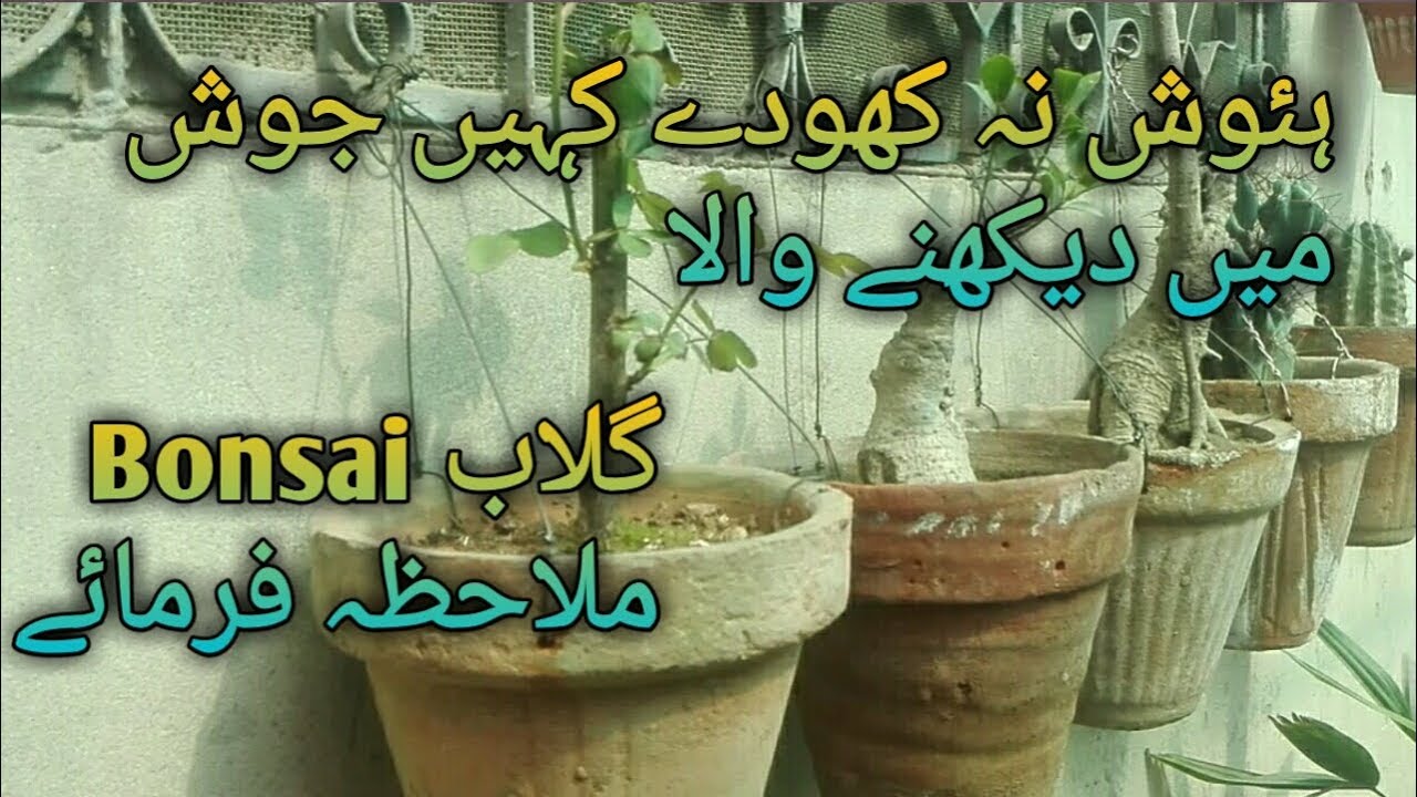 Rose bonsai plant || rose plant update Urdu/hindi - YouTube