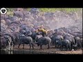 Lion Fall Into The Siege Of More Than 100 Buffalo - Tragic Death Right On The Back Of The Prey