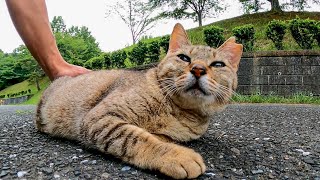 【今週のボツ動画】短い野良猫動画まとめて公開