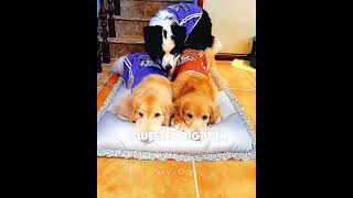 These Dogs Always Sleep Side by Side 🐾🥰 #usa