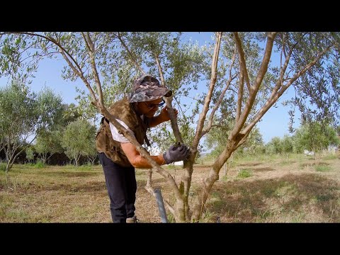 Αφαίρεση των Λαίμαργων της Ελιάς & Φασολάκια στην Κατάψυξη!