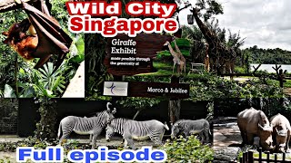 The best SINGAPORE ZOOs in the world |Singapore zoo 2020|Darling Nadz