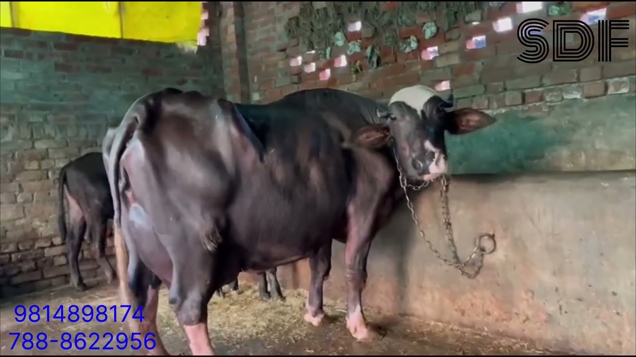 ਟੌਪ ਕੁਆਲਿਟੀ ਬਾਰਡਰ ਲਾਈਨ ਦੀ ਨੀਲੀ ਰਾਵੀ ਮੱਝ।