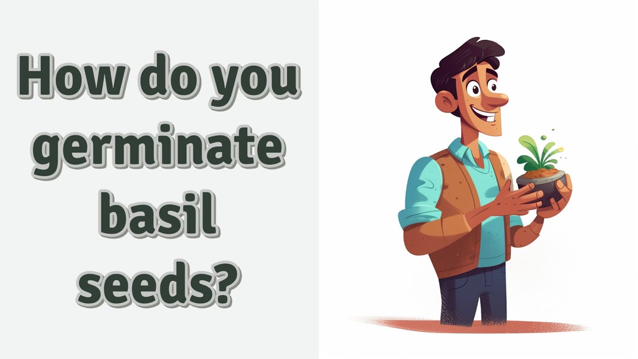 How do you germinate basil seeds? YouTube