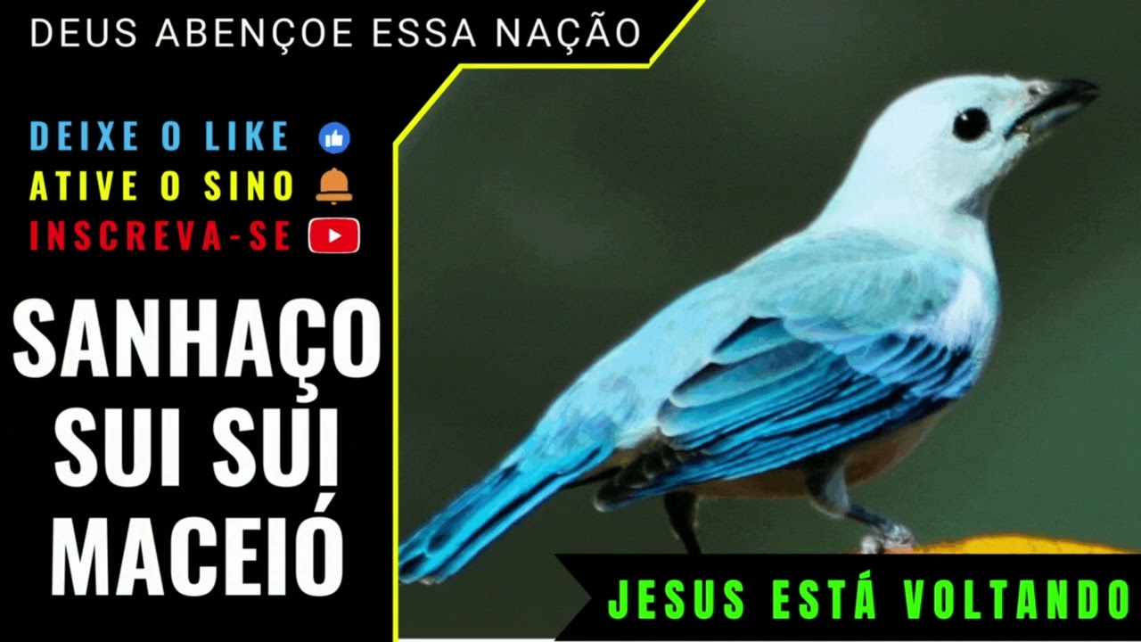 🟢 - SANHAÇO SUI SUI MESTRE CANTORIA MACEIÓ/AL