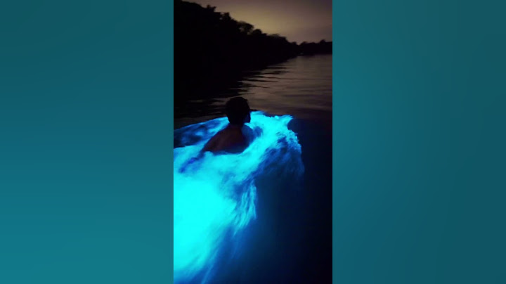 Florida Bioluminescent Waters🩵 #bioluminescence #florida #nature #lovefl #sonyalpha