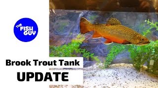 Brook Trout Tank UPDATE!