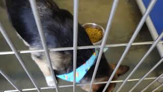 acs A677585