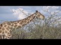 giraff in Ethosha National Park Namibia