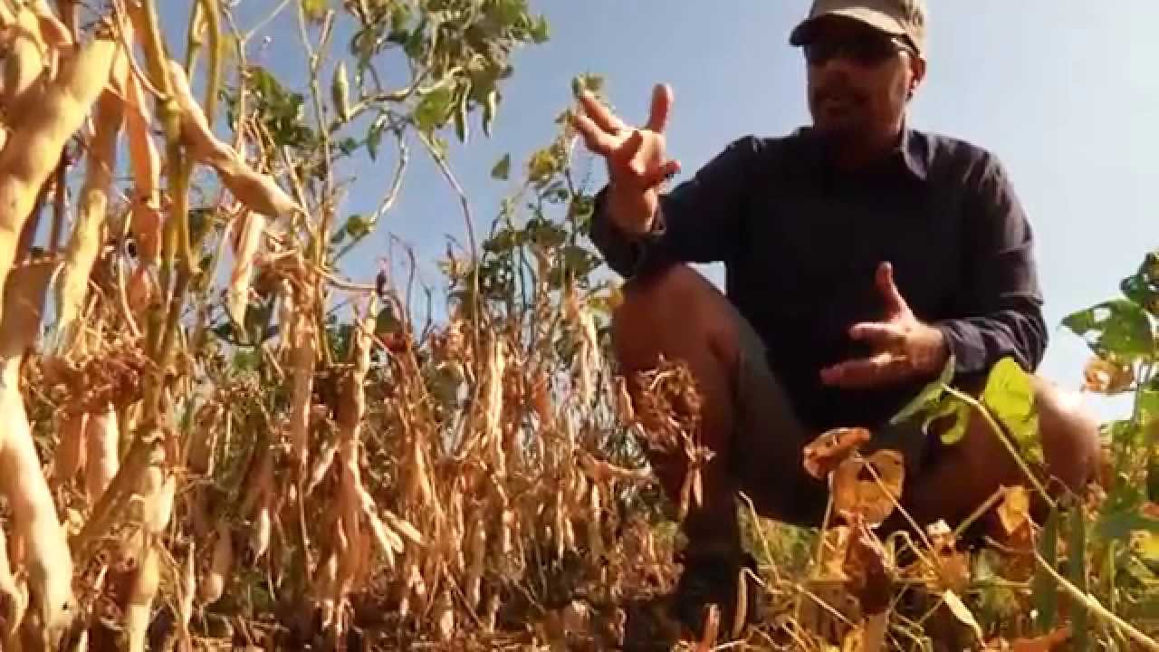 Plant Breeding: Science + Creative Problem Solving - YouTube
