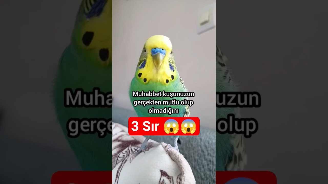 Kuşunuzun Mutlu Olduğunu Anlamanın 3 Şaşırtıcı Yolu! 🎉🐤 #muhabbetkuşu #birds #birdsong #parrot
