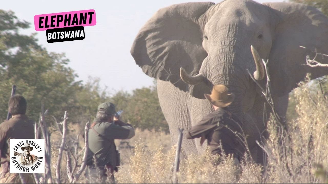 Male Lion Charge. Dangerous Game Hunting.