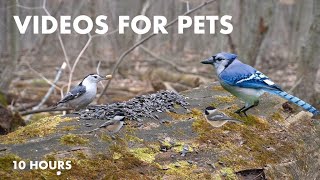Chipmunks, Birds and Squirrels in a Canadian Forest - 10 hour Cat TV for Pets🐱  - Apr 11, 2024 by Handsome Nature 6,253 views 2 weeks ago 10 hours