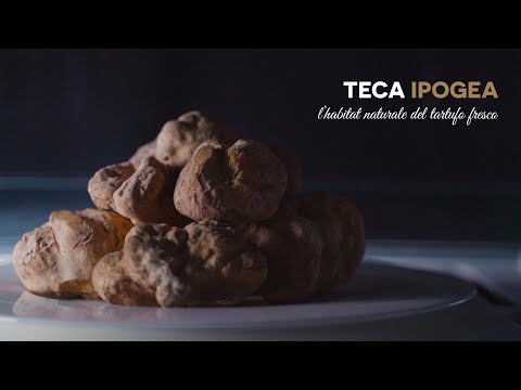 TECA IPOGEA | L'habitat naturale del tartufo fresco