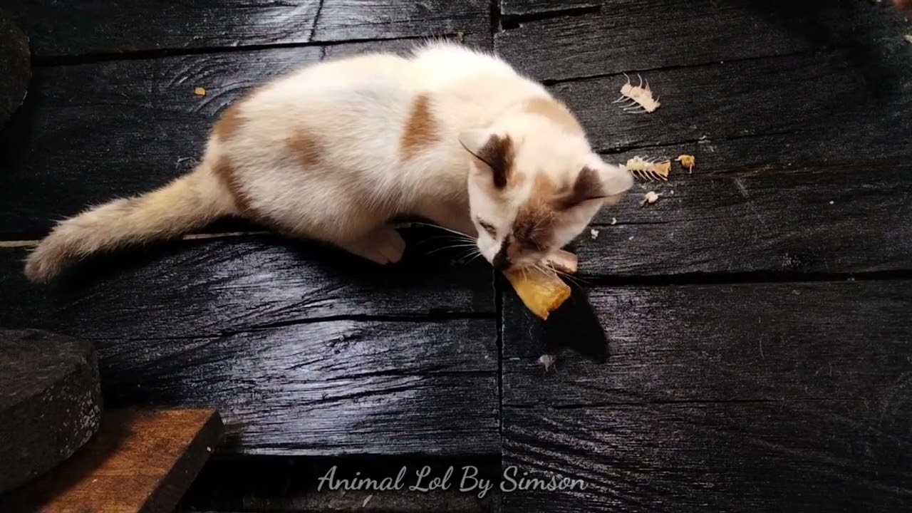 “Feeding Time: The Cats Go Crazy for Fish!”