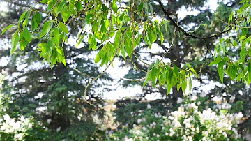 How do you stop cottonwood trees from producing cotton?