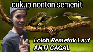 Begini !! cara loloh remetuk laut || sampai dewasa