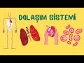 6.Sınıf Fen Bilimleri: Dolaşım Sistemi