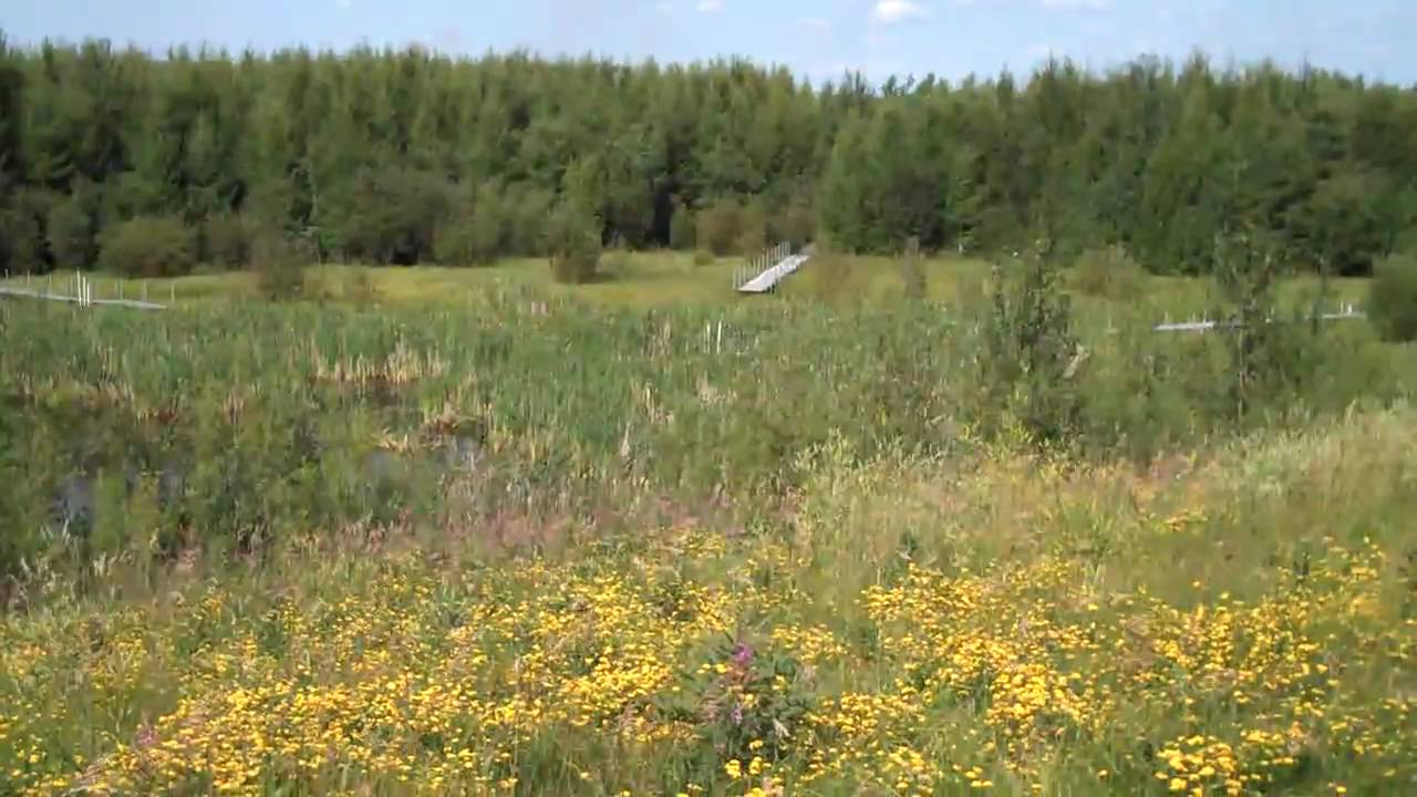 Oil Sands Reclamation Site in Alberta, Canada YouTube