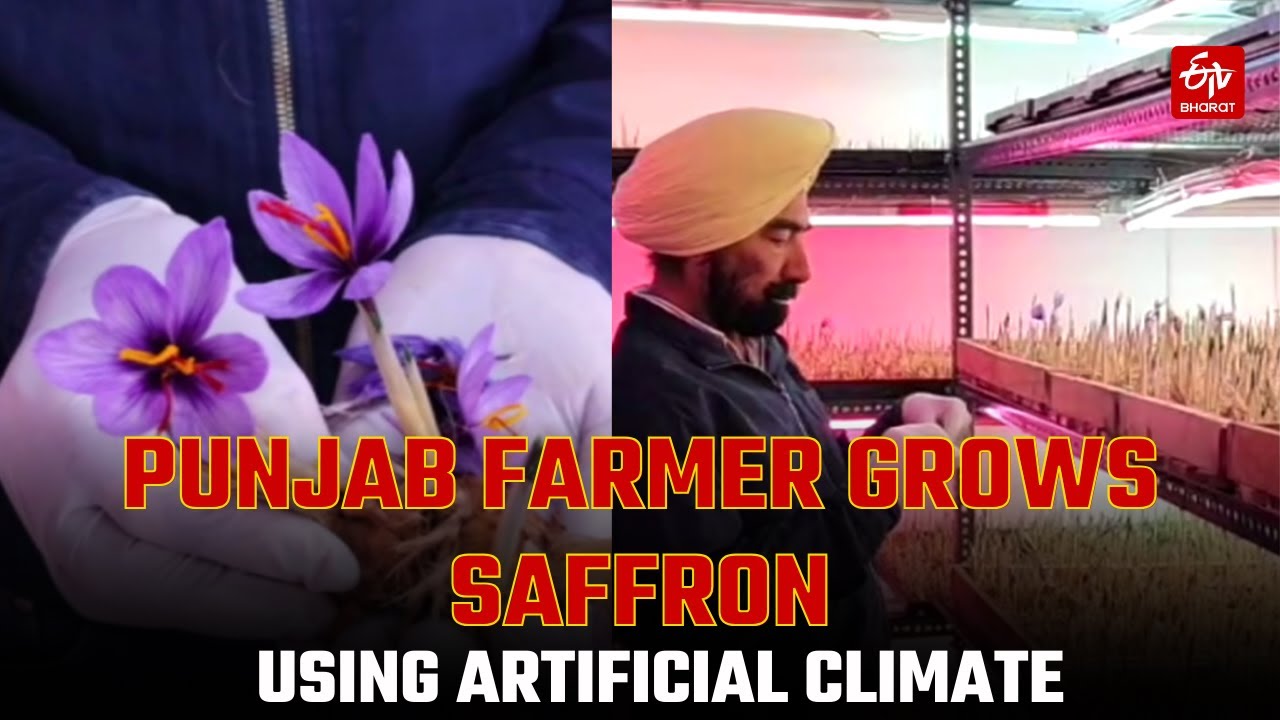 Punjab Farmer's Innovation: Saffron Blooms in Bathinda via Aeroponics & Artificial Climate