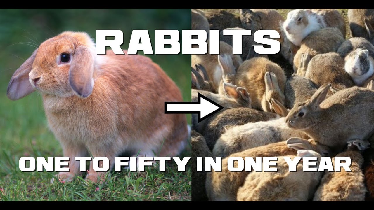 10 Rabbit Facts One to Fifty in One Year Animal a Day YouTube