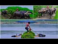 #Buffalo_Cart { Traditional Rice Transport On Water Buffalo Puling Cart }