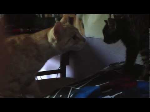 Cats first meeting