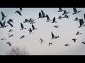 Arméns musikkår - Avsked från vildgässen