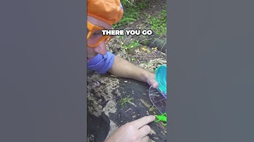 Catching and Observing Grasshoppers Through a Microscope. #shorts #short #shortvideo #nature #kids