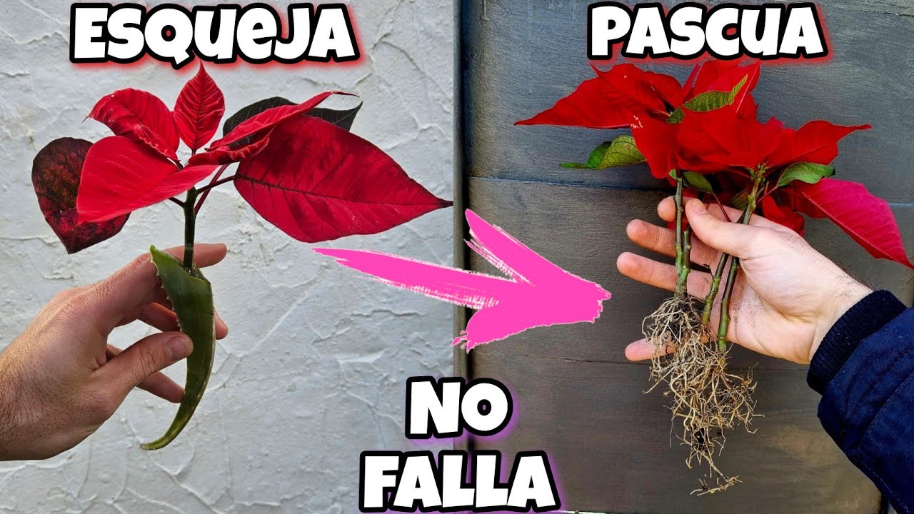 ENRAIZA MILES de Flores de Pascua o Poinsettias sin raíz Con el enraizante para plantas de aloe vera