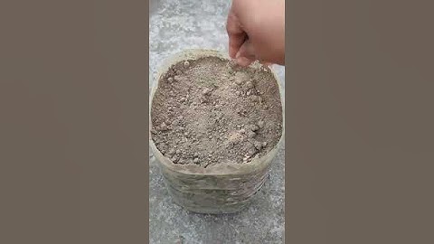 Thumbnail of Cosmos plant grow from seed#cosmos#plants#growingup#ytshorts#short#flowers#nature#trending#garden