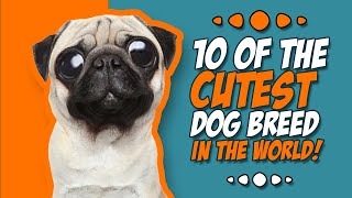 10 of the cutest dog breeds in the world by Animal Fascination 2,765 views 5 months ago 7 minutes, 37 seconds