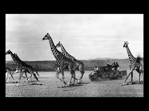 Hatari! (Main Title)