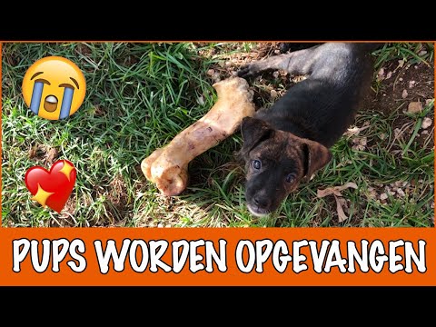 Video: Hoe Een Puppy Te Spenen Van Het Oppikken Van Alles Op Straat?