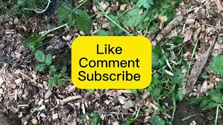 Growing weed outdoors