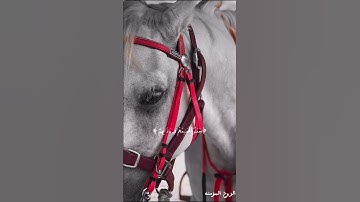 قَالَ رَبِّ إِنِّي دَعَوْتُ قَوْمِي لَيْلًا وَنَهَارًا||من سورة نوح||القارئ ماهر المعيقلي 🏃🎧