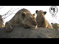 Live of a Lion cub (Episode 2)