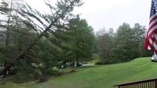 Steve's Tree Service