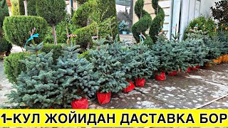 картинка: ДЕКАРАТИВНИЙ ДАРАХТ АРЧА ВА ГУЛЛАР 1-КУЛ ЧОЙИДАН ☎️+998913263037