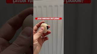 Çatlak Yumurtadan Civcivi Çıkarmı?
