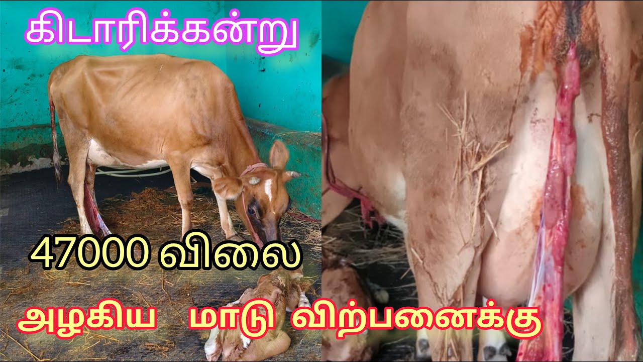 47000 விலையில் அழகிய ஜெர்சி மாடு விற்பனைக்கு hf jersey cow for sale