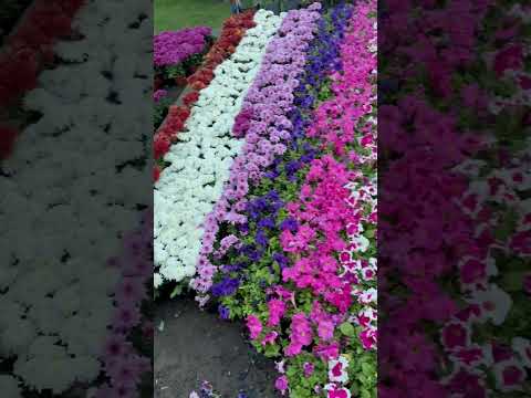 فيديو: نباتات الفوم فلاور - تعرف على زراعة الزهور الرغوية في الحدائق