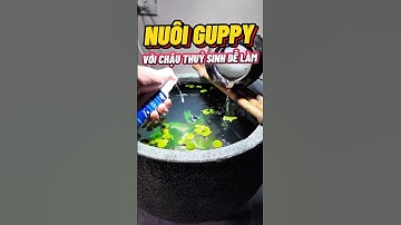 Chậu lu nuôi cá Guppy 7 màu tuổi thơ đẹp & đơn giản😍 #thuysinh #metub #guppy #sinhvienchoithuysinh