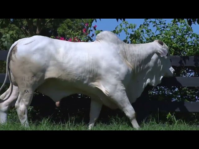 LOTE 030 - LAJA 917 - LEILÃO VIRTUAL FAZENDA NOVA GENÉTICA 2024