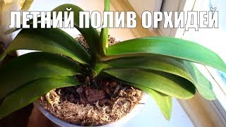 ЛЕТНИЙ ПОЛИВ ОРХИДЕЙ растут сочные корни и листья