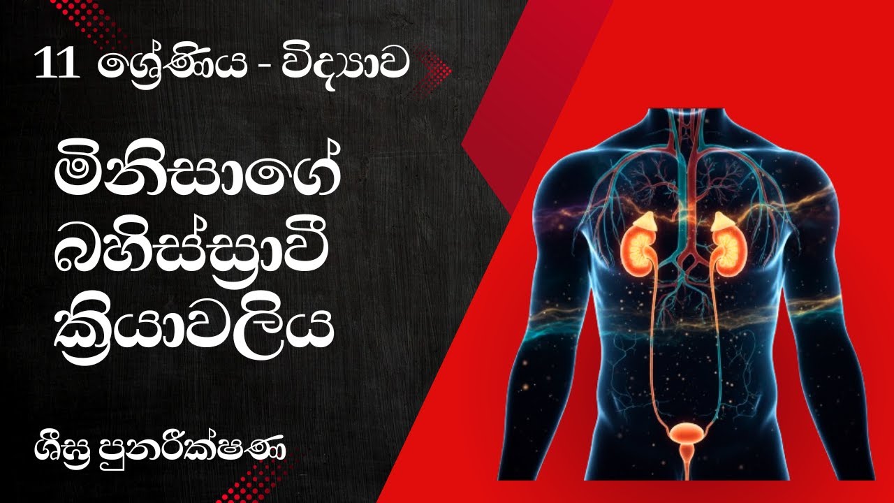 11 ශ්‍රේණිය විද්‍යාව - මිනිසාගේ බහිස්ස්‍රාවී ක්‍රියාවලිය (6.3 පාඩම) | Human Excretory System