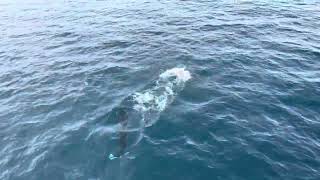 Dall’s Porpoise Resurrection Bay Seward Alaska by ComeTravelWithUs 498 views 2 months ago 54 seconds