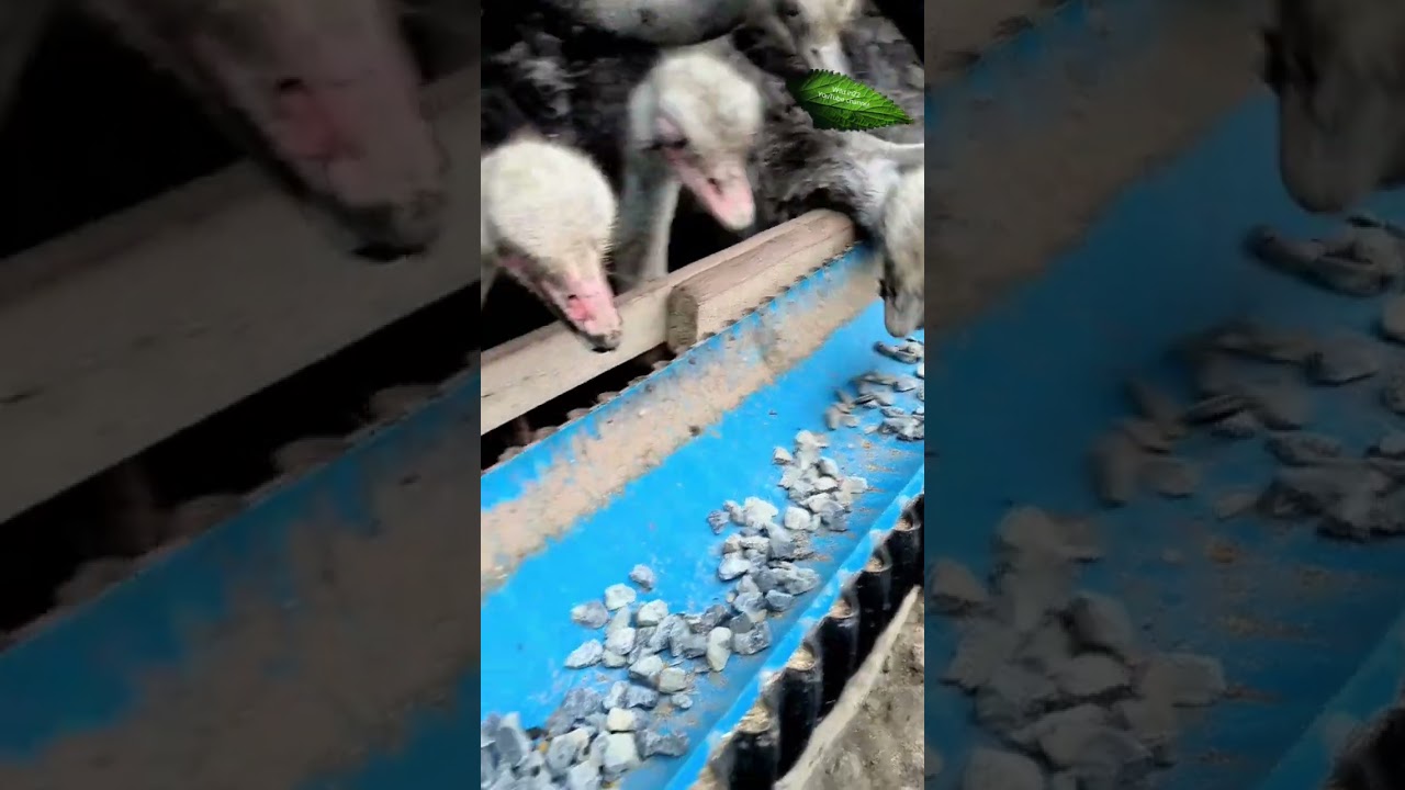 Emu bird amazing video 